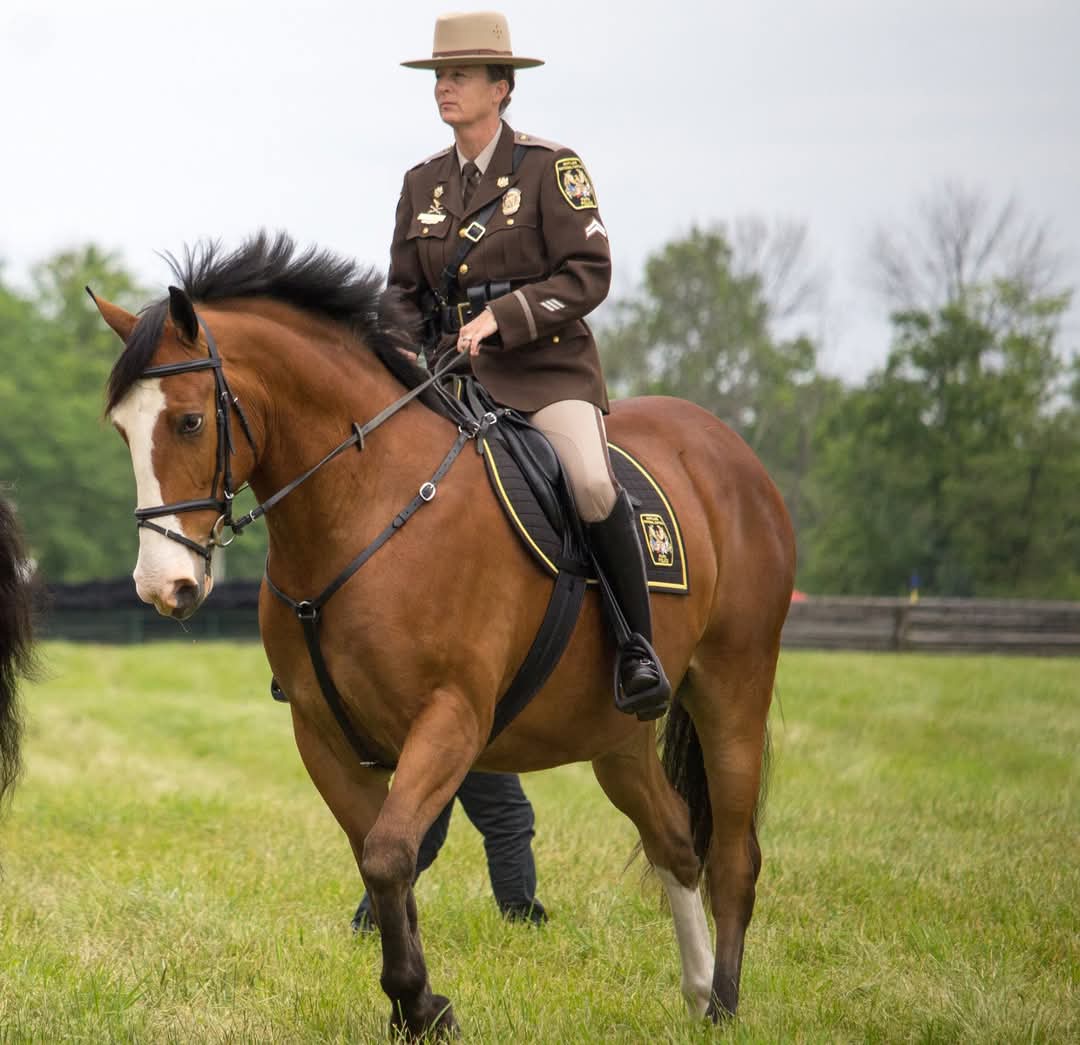 Megan Class A horse